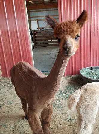 Pleasant Journey Alpacas