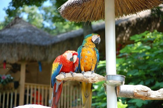 Parrot Mountain & Gardens