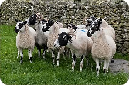 The Freudian Sheep