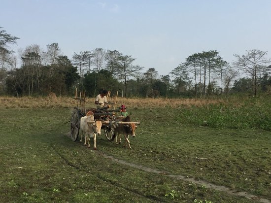 Molai Forest