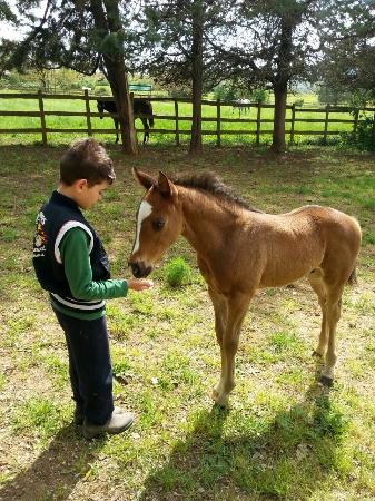 Hidalgo Equitazione