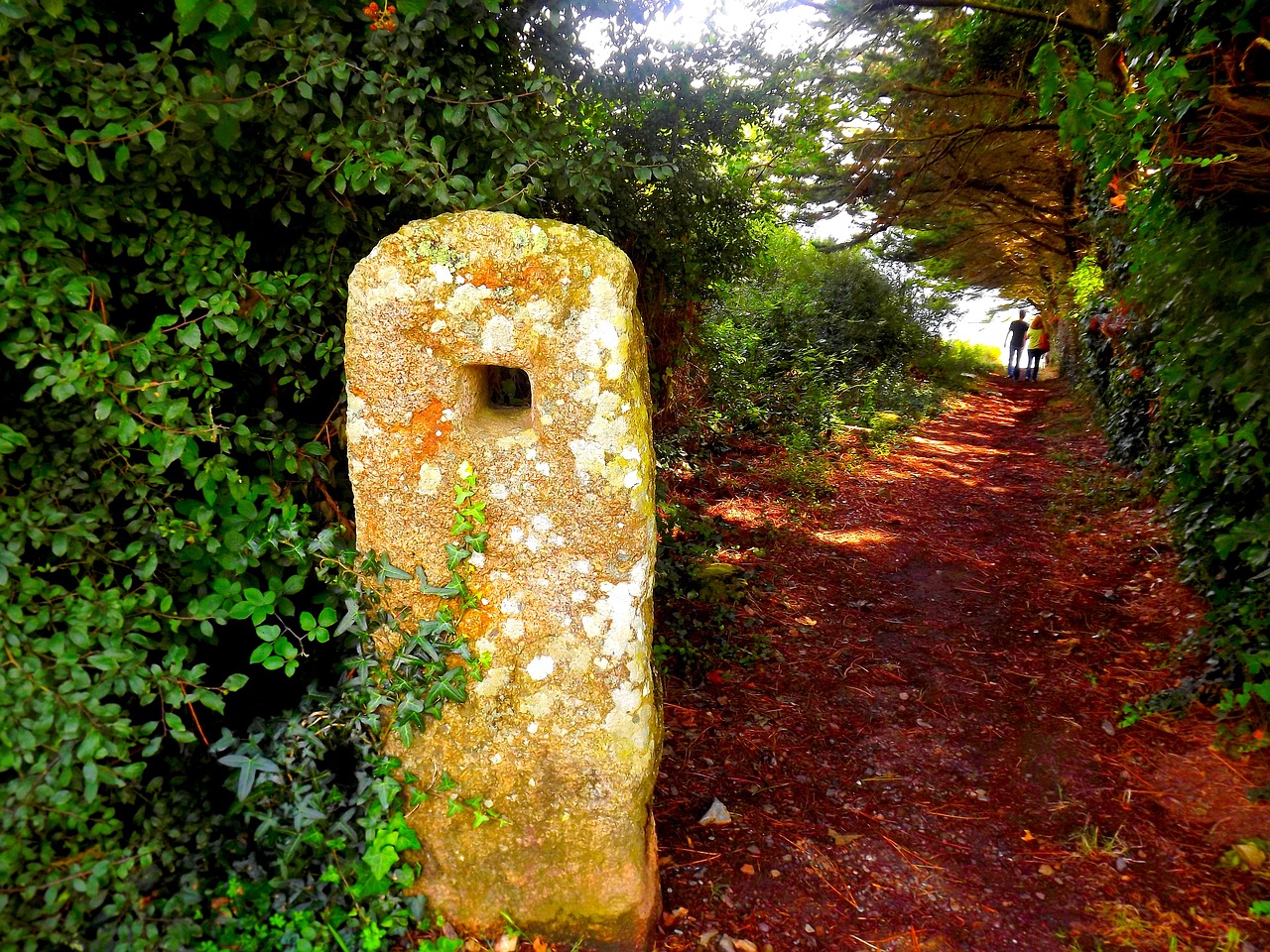 Quenecan Forest