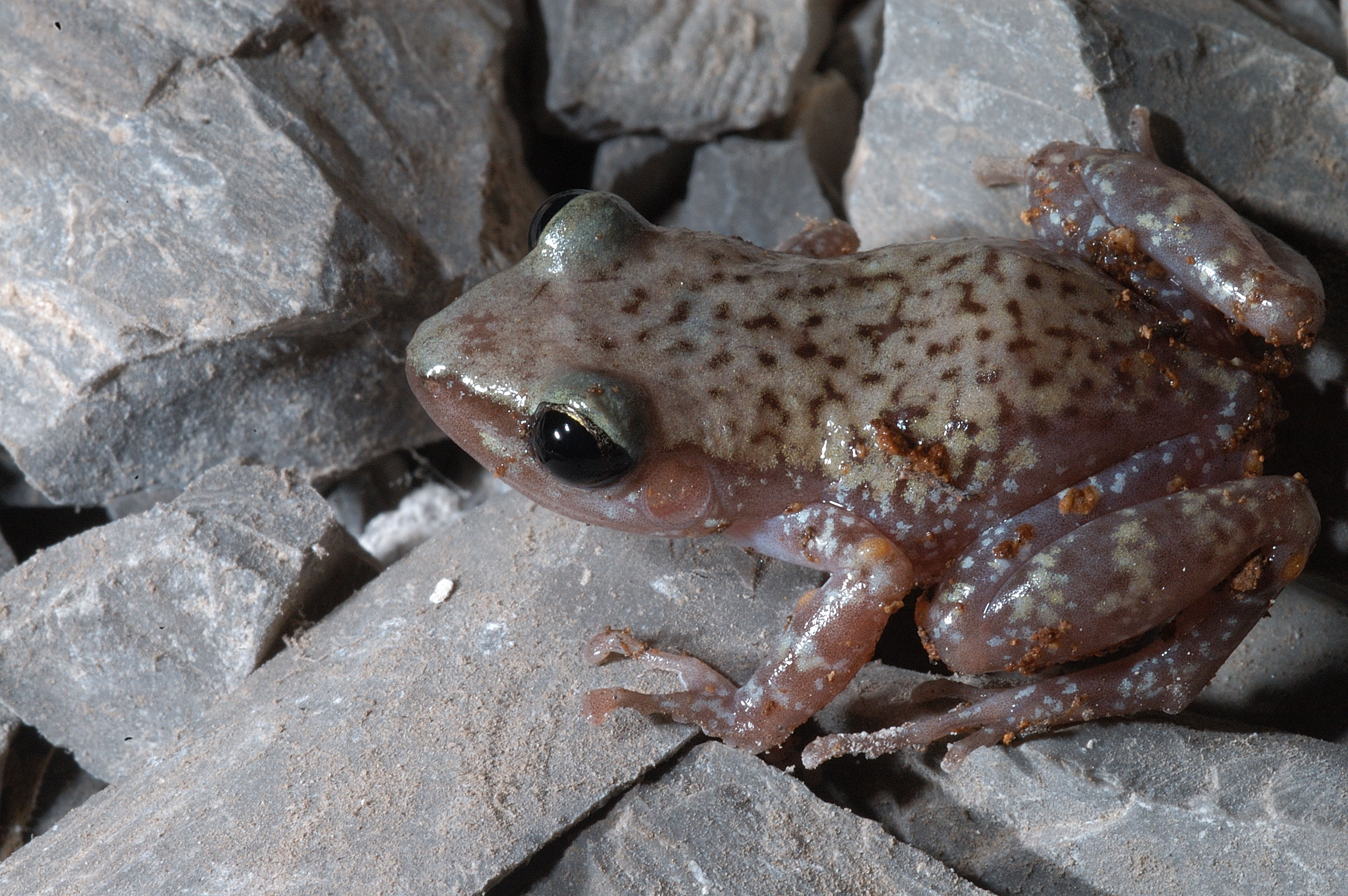 Frog Cliff