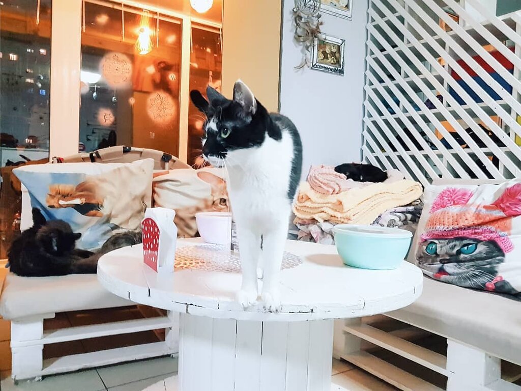 Cat Cafe "Mr.Moore"
