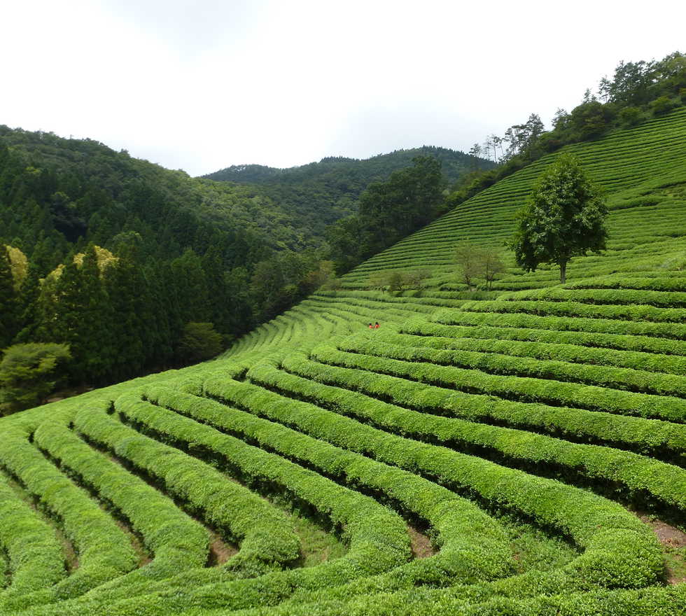Choam Garden