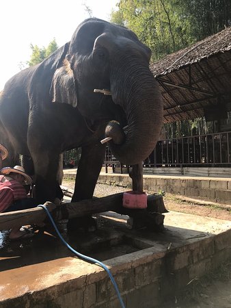 Maerim Elephant Home