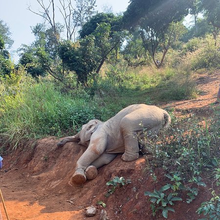 Elephant Green Hill Project