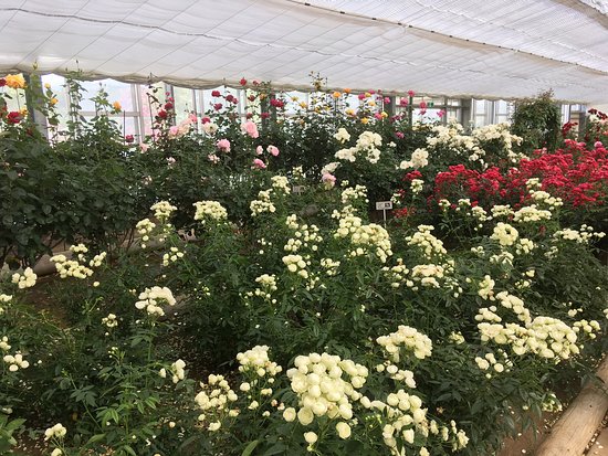 Rose Hill Amagase