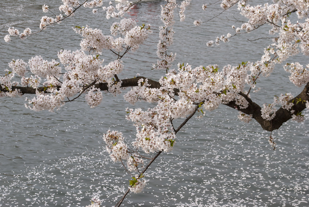 Shimmeigu