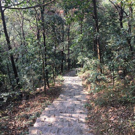 Dafu Mountain Forest Park