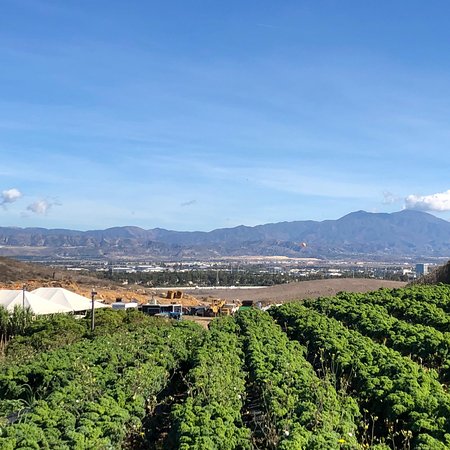 Tanaka Farms LLC
