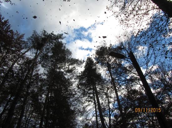 Leech Forest (Leechwald)