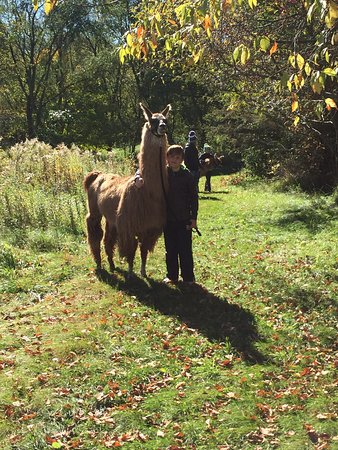 Carlson's Lovable Llamas