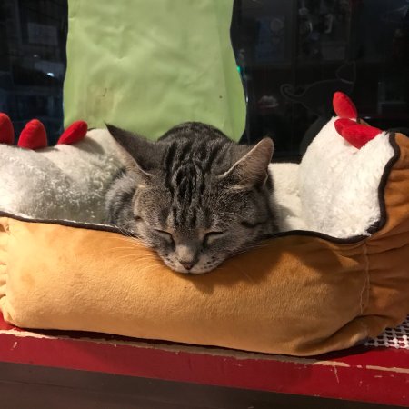 Cat Cafe Neko with fortune telling