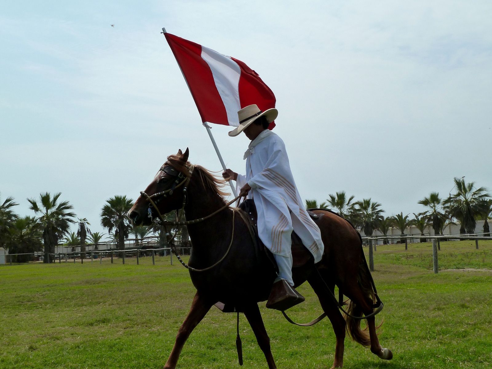 Caballos Peruanos de Paso
