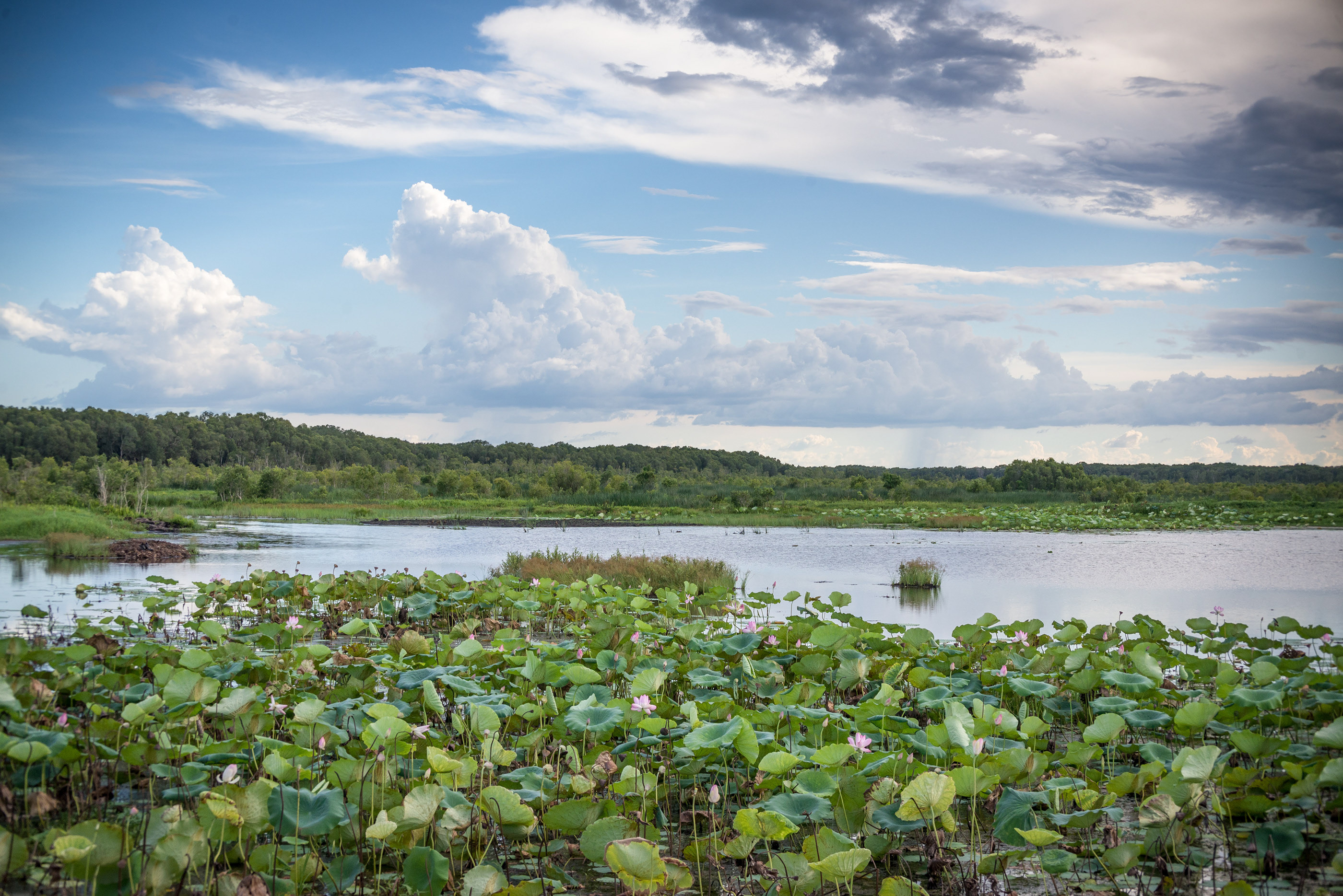 Aibi Lake Region Wetlands