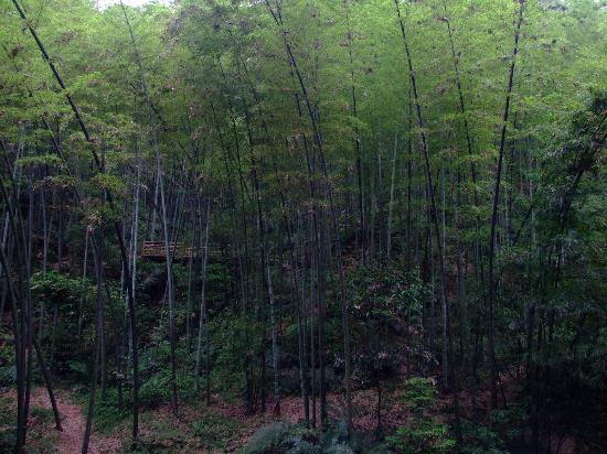Baiyun Bamboo Sea