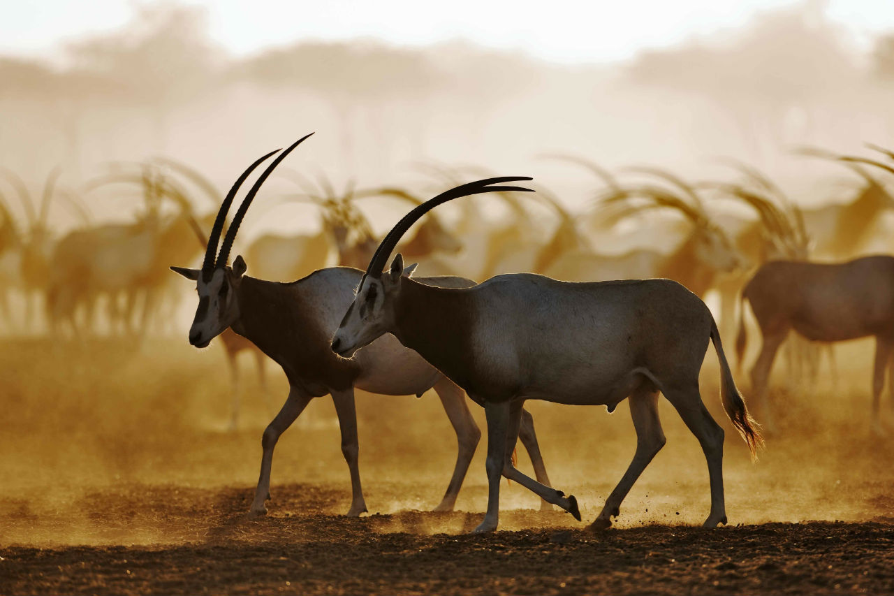 Arabian Wildlife Park