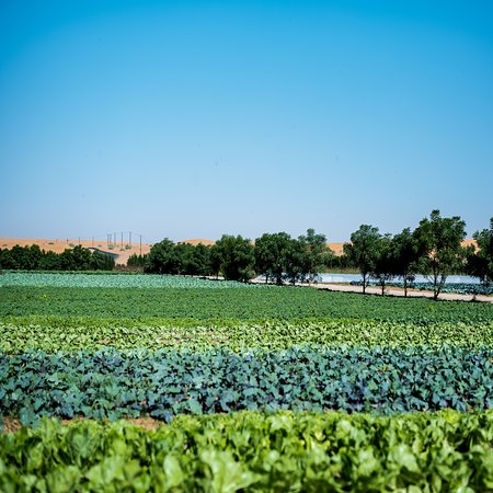 Emirates Bio Farm