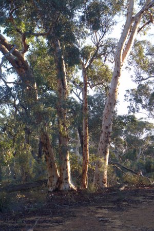 Dryandra Woodland