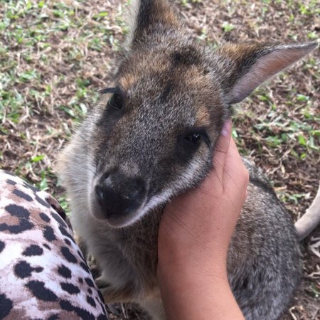 Fraser Coast Wildlife Sanctuary