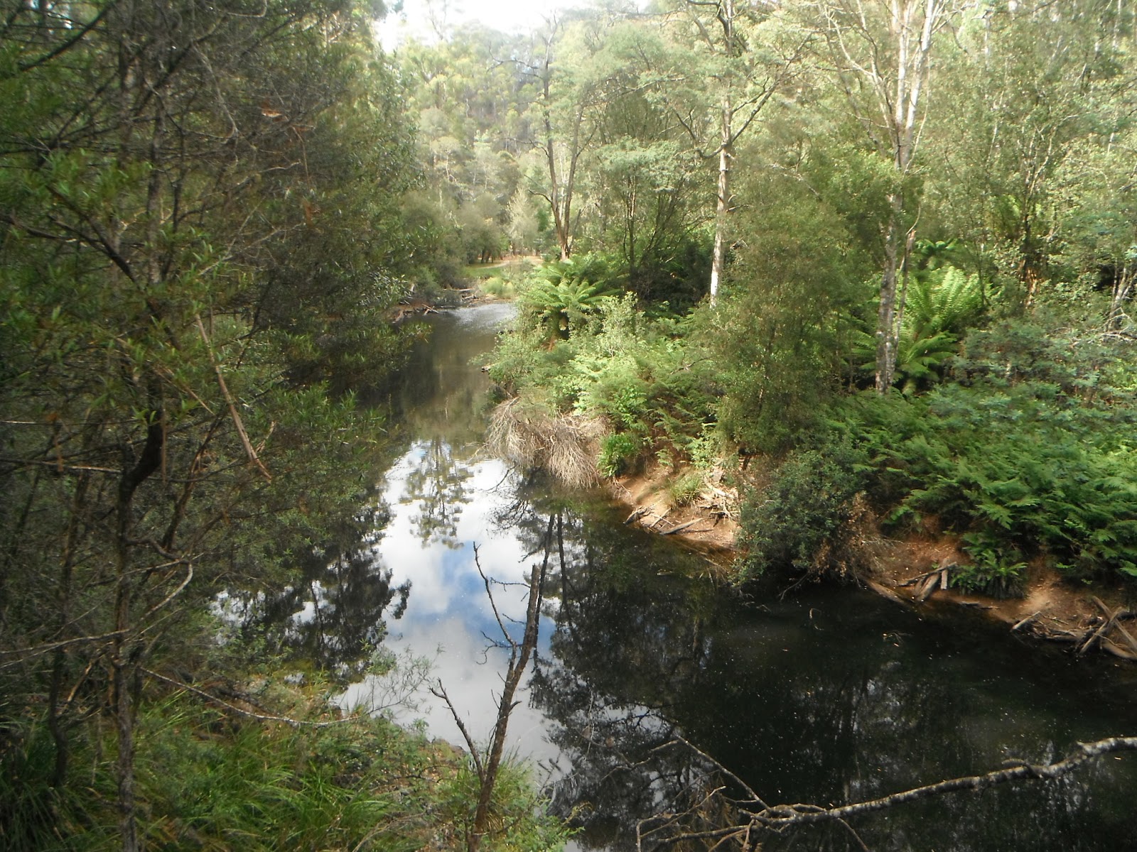 Fern Glade Reserve