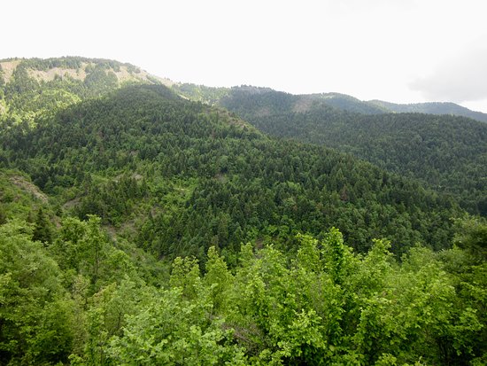 Fir of Hotova National Park