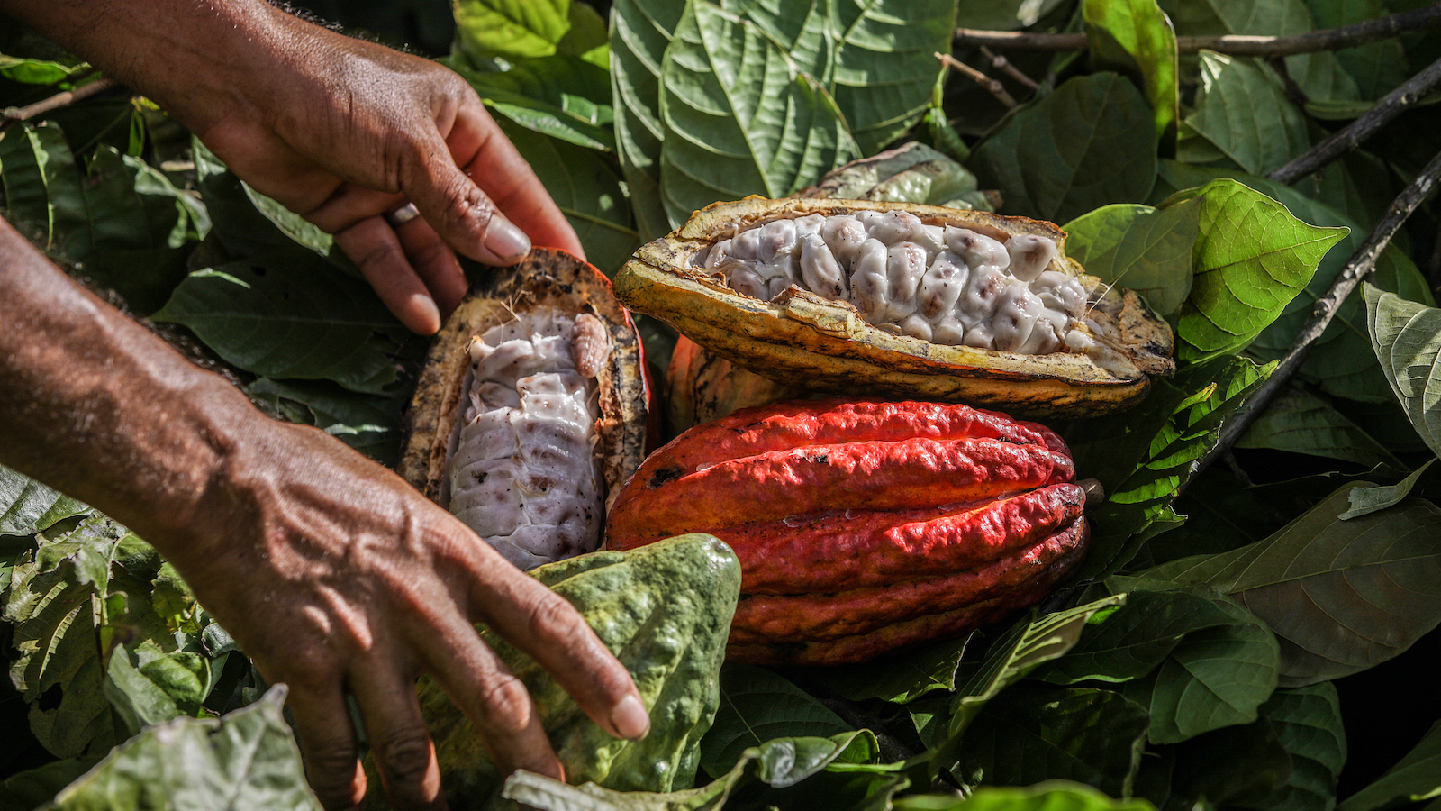 Cerro Cacao