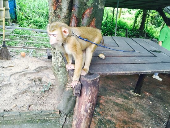 Chiang Mai Monkey Centre