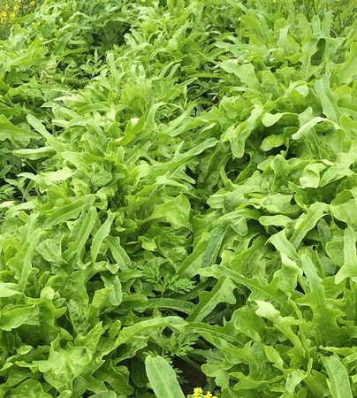Deep River Farms