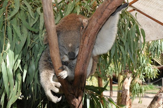 Jirrahlinga Koala & Wildlife Sanctuary