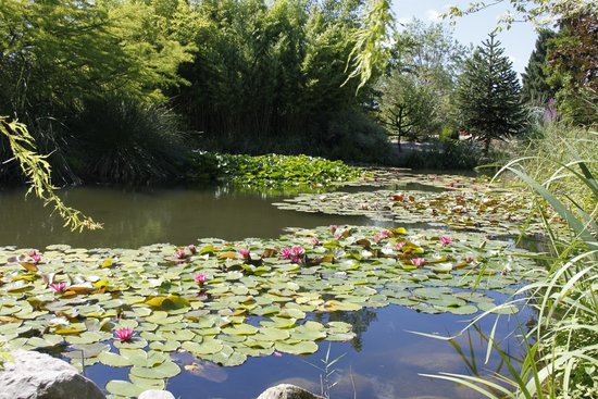 Jardin Aquatique Aux Fleurs de l'Eau