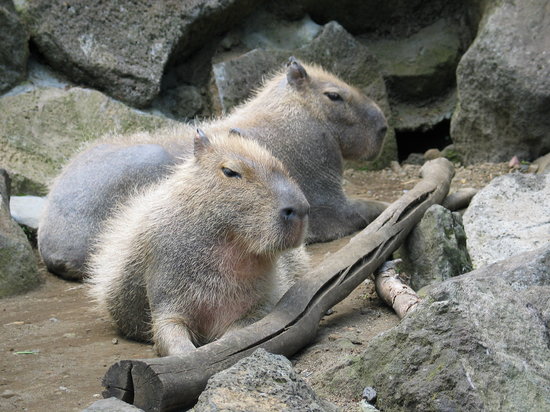 Izu Shaboten Zoo