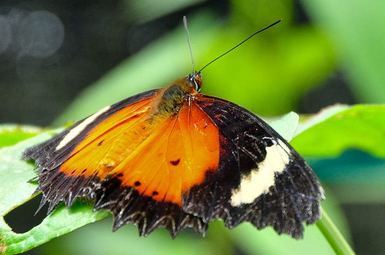 Kipandi Butterfly Farm