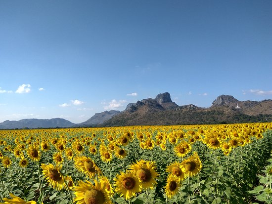 Khao Jeen Lae Sunflower Field
