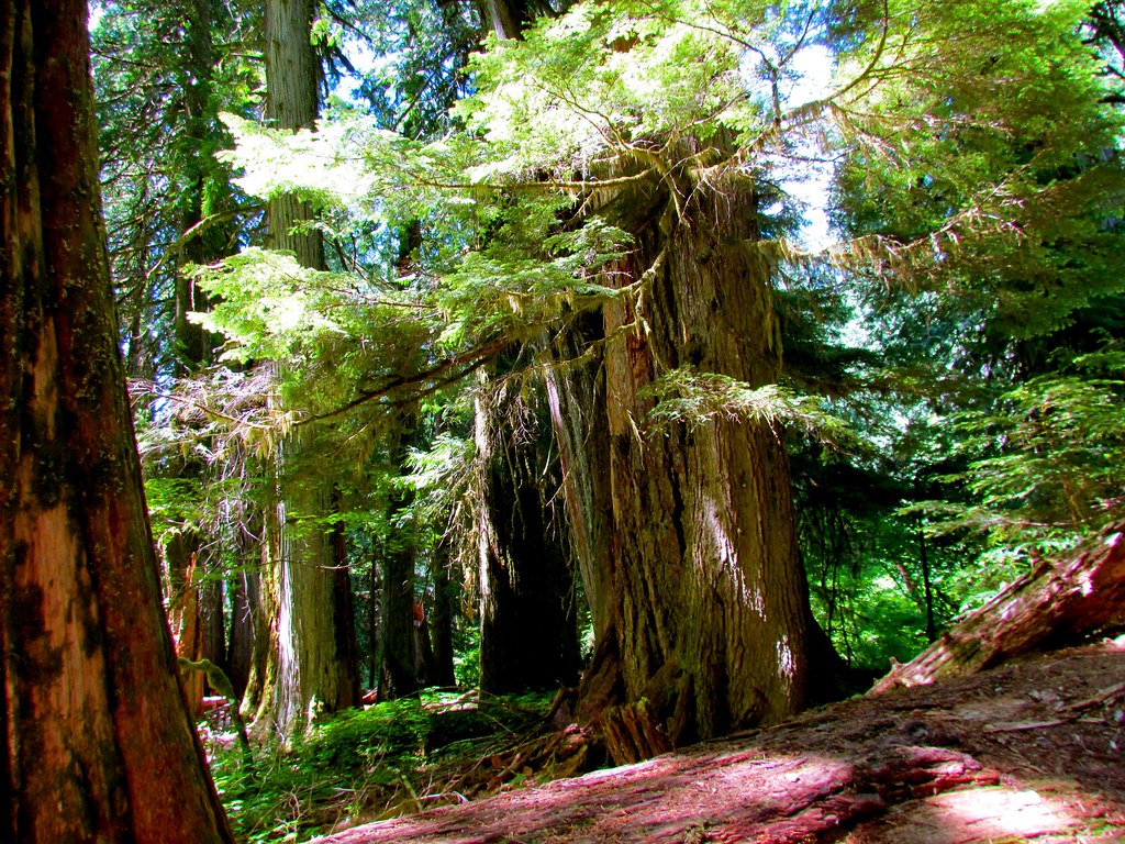 Grove of the Patriarchs
