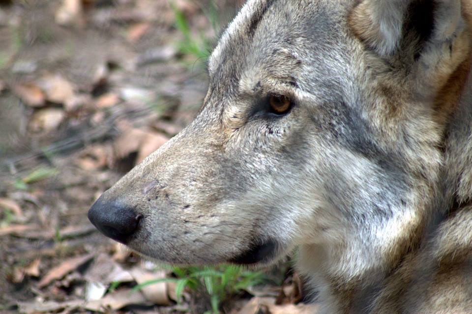 Garden Route Wolf Sanctuary