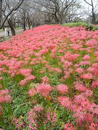 Gongendo Sakura Tsutsumi