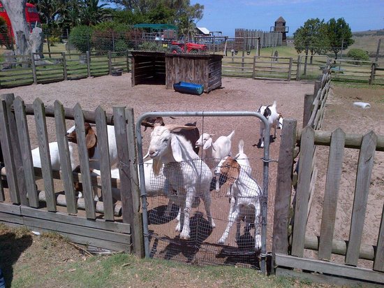 Holmeleigh Farmyard