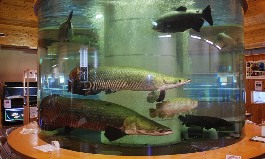 Idenoyama Freshwater Fish Aquarium