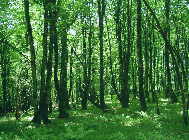 Hirkan National Park