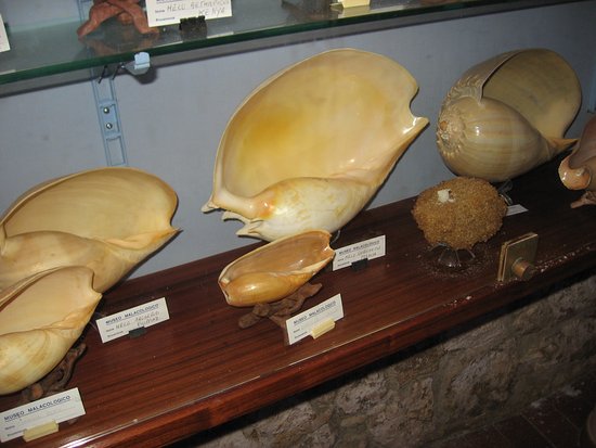Museo Malacologico