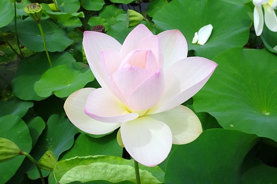Maihiren no Sato