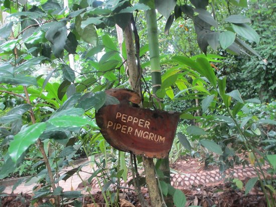 Regent Spice and Herbal Garden - Matale