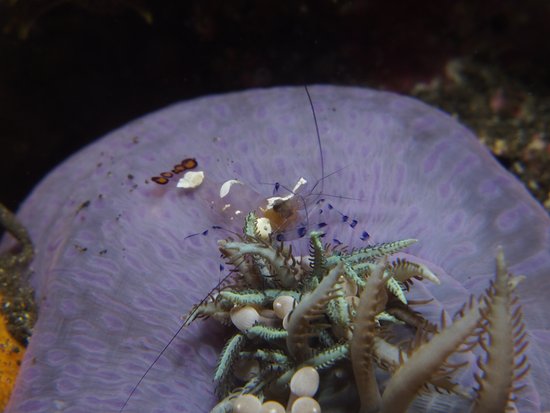 Reef Wreck and Critter - Underwater Photography
