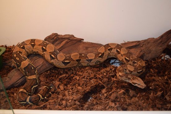 Prostokvashino Contact Zoo