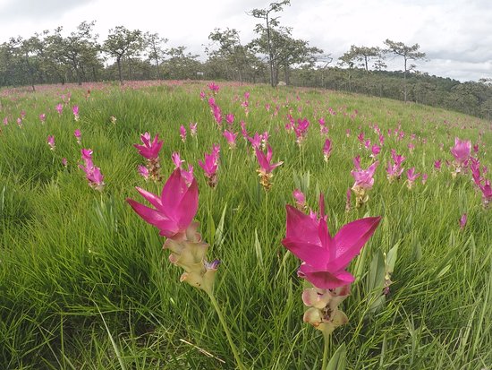 Sai Thong National Park
