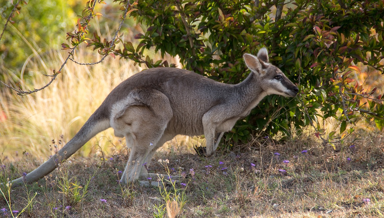 Parc Wallaby
