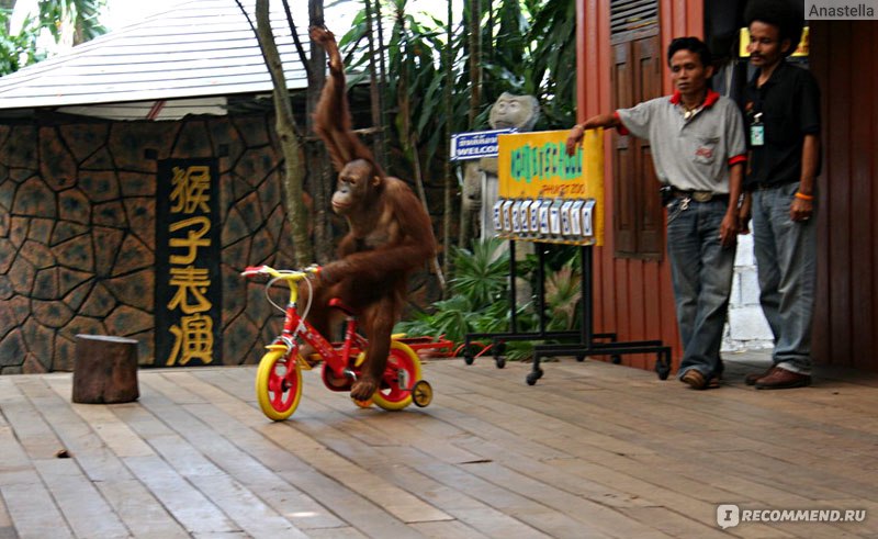 Phuket Monkey School