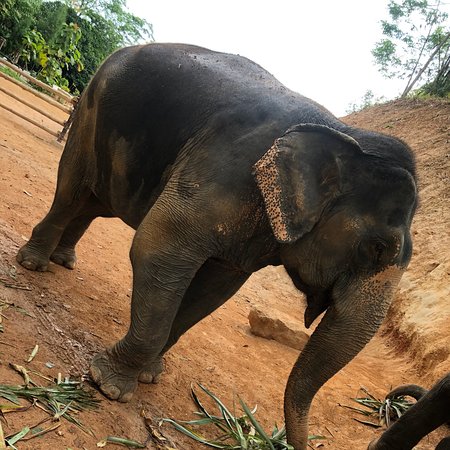 Phuket Elephan Ssanctuary Village